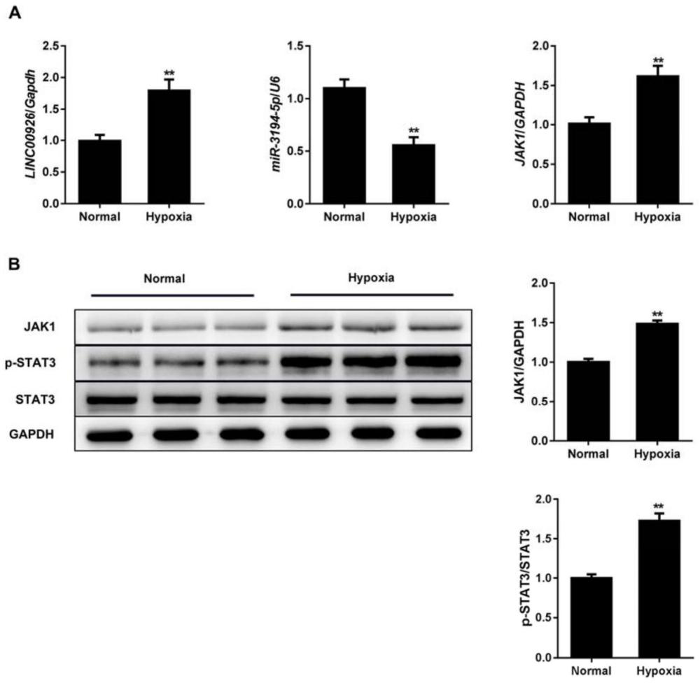 信號通路在CHD藥物開發(fā)中的應(yīng)用