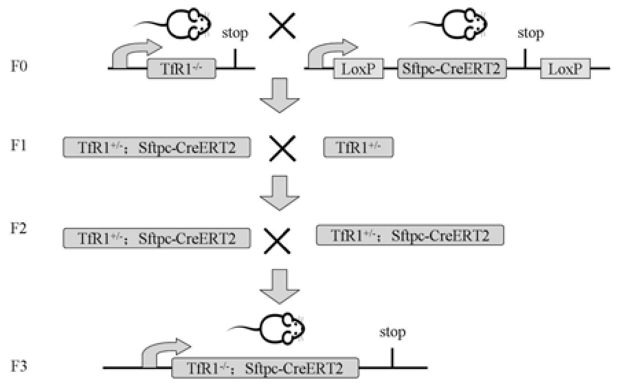 TfR1肺組織特異性敲除小鼠模型及其構(gòu)建方法和應(yīng)用