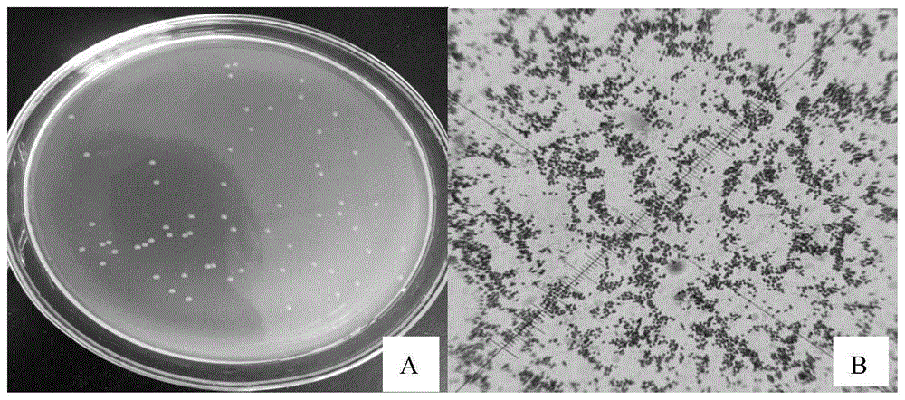 一株假單胞菌及其應(yīng)用