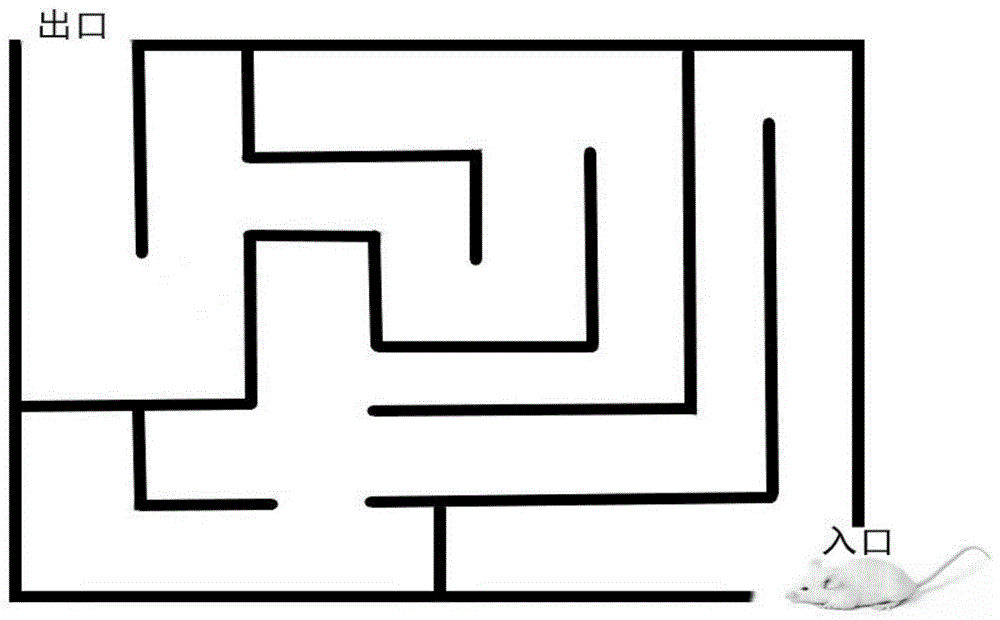 一種黑色食品發(fā)酵型復(fù)合小分子肽、口服液及制備方法和應(yīng)用